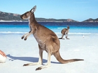 Begegnung mit einem Känguru, Foto: Tourism Australia