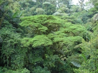 Regenwald in Panama, Foto: travel-to-nature