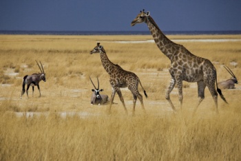 Namibias Wild- und Naturparks für Preisbewusste  - Reiseangebote