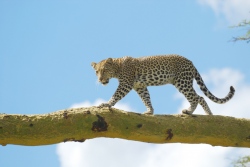 Tansania: Safari-Abenteuer und Sansibar - 100 Urlaubsziele