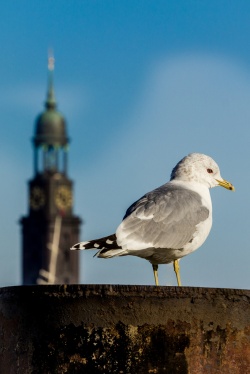 Moewe vor dem Hamburger Michel Moewe vor dem Hamburger Michel (Bild: Michel, Kai Morgener, CC BY-SA)