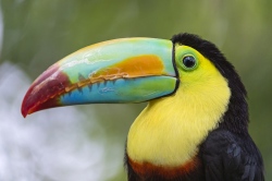 Tukan in Belize Tukan in Belize (Bild: Beautiful toucan, Tambako the Jaguar , CC BY-ND)