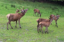 (Bild: Deer, Steffen Zahn, CC BY)