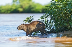 Das Wasserschwein ist der größte Nager der Welt Das Wasserschwein ist der größte Nager der Welt (Bild: Capybara at the water, Tambako The Jaguar, CC BY-ND)