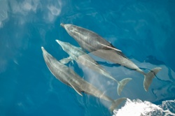 Einzigartige Delfin- und Wal-Reisen auf La Gomera - 100 Urlaubsziele