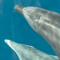 Einzigartige Delfin- und Wal-Reisen auf La Gomera - Vorschau