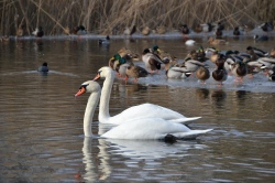 Vogelparadies am Herrensee Vogelparadies am Herrensee (Bild: Zu Zweit, Thomas Kohler, CC BY-SA)