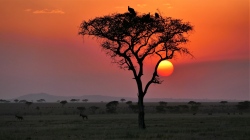Tansania: Safari-Abenteuer und Sansibar - Romantikurlaub