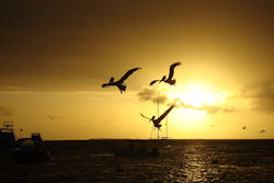 Pelikane an einem venezuelanischen Hafen Pelikane an einem venezuelanischen Hafen (Bild: Pelicanos ao Pôr do Sol / Pelicans at sunset, Marcio Cabral de Moura, CC BY)