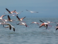 Flamingos