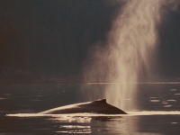 Auftauchende Wal bei Prince William Sound, Foto: TravelAlaska.com