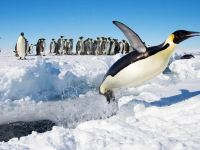 Pinguine in der Antarktis (Foto: Fly von Christopher.Michel via Flickr, Lizenz: CC BY 2.0)