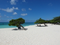 DiviDivi-Bäume am Eagle Beach
