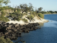 Büffelherde am Chobe River