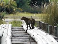 Leopard auf einer Brücke