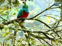 Quetzal, Foto: travel-to-nature