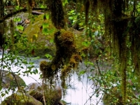 Regenwald, Foto: travel-to-nature