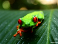 Rotaugenlaubfrosch, Foto: travel-to-nature