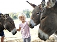 Dänisches Landleben - Mädchen mit Eseln, Foto: VisitDenmark