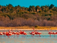 Flamingos in der Dominikanischen Republik, Foto: Dominican Republic Ministry of Tourism