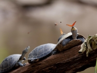 Ecuadors Flora und Fauna, Foto: Ministerio de Turismo del Ecuador