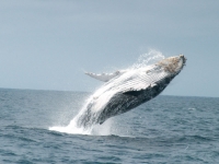 Sprung eines Giganten, Foto: Ministerio de Turismo del Ecuador