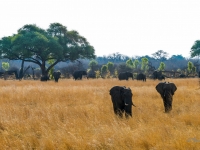 Bild:  Elephants, Steven dosRemedios, flickr, CC BY-ND