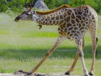 Bild:  Tall Drink of Water--a Giraffe at a Watering Hole----Hwange National Park, Zimbabwe, Jack Wickes, flickr, CC BY-ND