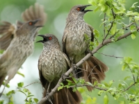 Bild:  Arrow-marked Babbler,Turdoides jardineii, at Hwange National Park, Zimbabwe, Derek Keats, flickr, CC BY