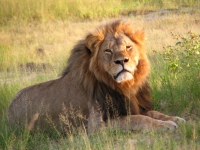 Bild:  Cecil the Lion, Daughter#3, flickr, CC BY-SA