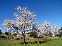 Foto: Xescu prats, Consell Insular d\'Eivissa