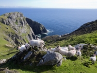 Slieve League Cliffs Irland, Foto: Brian Morrison (Tourism Ireland)