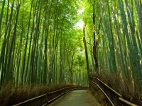Bambushain bei Arashiyama, Kyoto