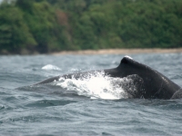 Buckelwal vor Kolumbiens Küste (Dorsal fin of a humpback whale III, Aztlek, flickr, CC BY-SA 2.0]