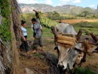 Tabakernte im Vinales-Tal, Foto: travel-to-nature