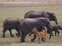 Bild:  128 Lions at Luangwa National park August 8, Elephant family taking an afternoon stroll, SarahDepper, flickr,  CC BY
