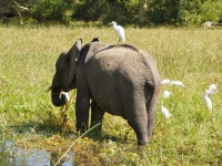 Cattle egret hitches a ride on young male elephant, Foto: David Davies (CC BY-SA 2.0, flickr)