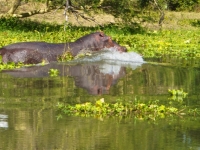 Hippo splashes into the Shire river, Foto: David Davies (CC BY-SA 2.0, flickr)