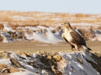 Mongolia 2010 319, Einar Fredriksen, CC BY-SA, flickr