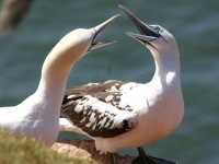 Basstölpel auf Helgoland, Foto: www.nordseetourismus.de / Tanja Weinekötter