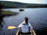 Elch-Beobachtung im Algonquin Provincal Park, Foto: Ontario Tourism Marketing Partnership Corporation