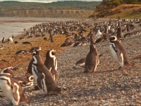 Pinguins-de-magalhães, Danielle Pereira [CC BY 2.0, flickr]