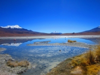 Flamingos an der Laguna Colorada, Foto: viventura