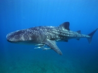 Walhai Butanding, Foto: Philippines Department of Tourism
