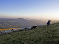 Feldberg Schäfer Sonnenuntergang, Foto: Achim Mende/STG