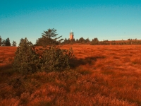 Schwarzwaldhochstraße Hochmoor Hornisgrinde im Herbst, Foto: Tourist-Information Seebach