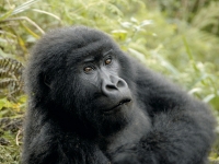 Begegnung mit dem Gorilla, Foto: BoTG