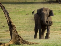 Charging Elephant @ Kabini Forest, Vinoth Chandar [CC BY 2.0, flickr]
