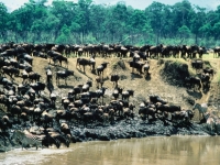 Gnu Wanderung in der Masai Mara, Foto: BoTG