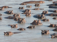 Hippos im Luangwa Fluss, Foto: BoTG